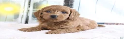 Mini Goldendoodle dogs for sale: Marco - Ad 4