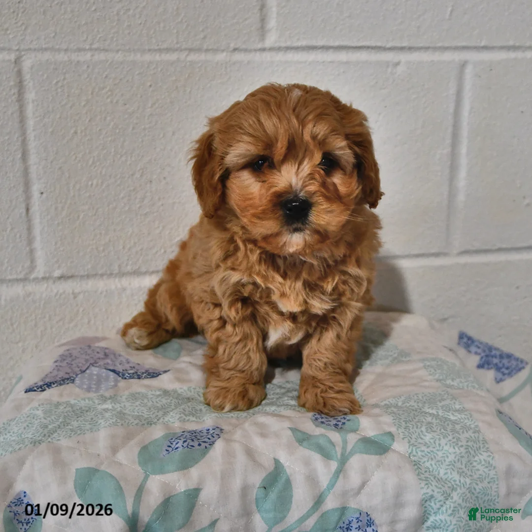Cavapoo dogs for sale: Cooper - Ad 2