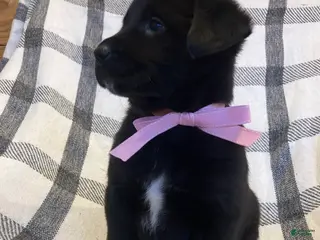 Mixed Breed dogs Cheyenne - Ad 27