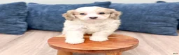 Cavapoo dogs for sale: Sarah - Ad 3