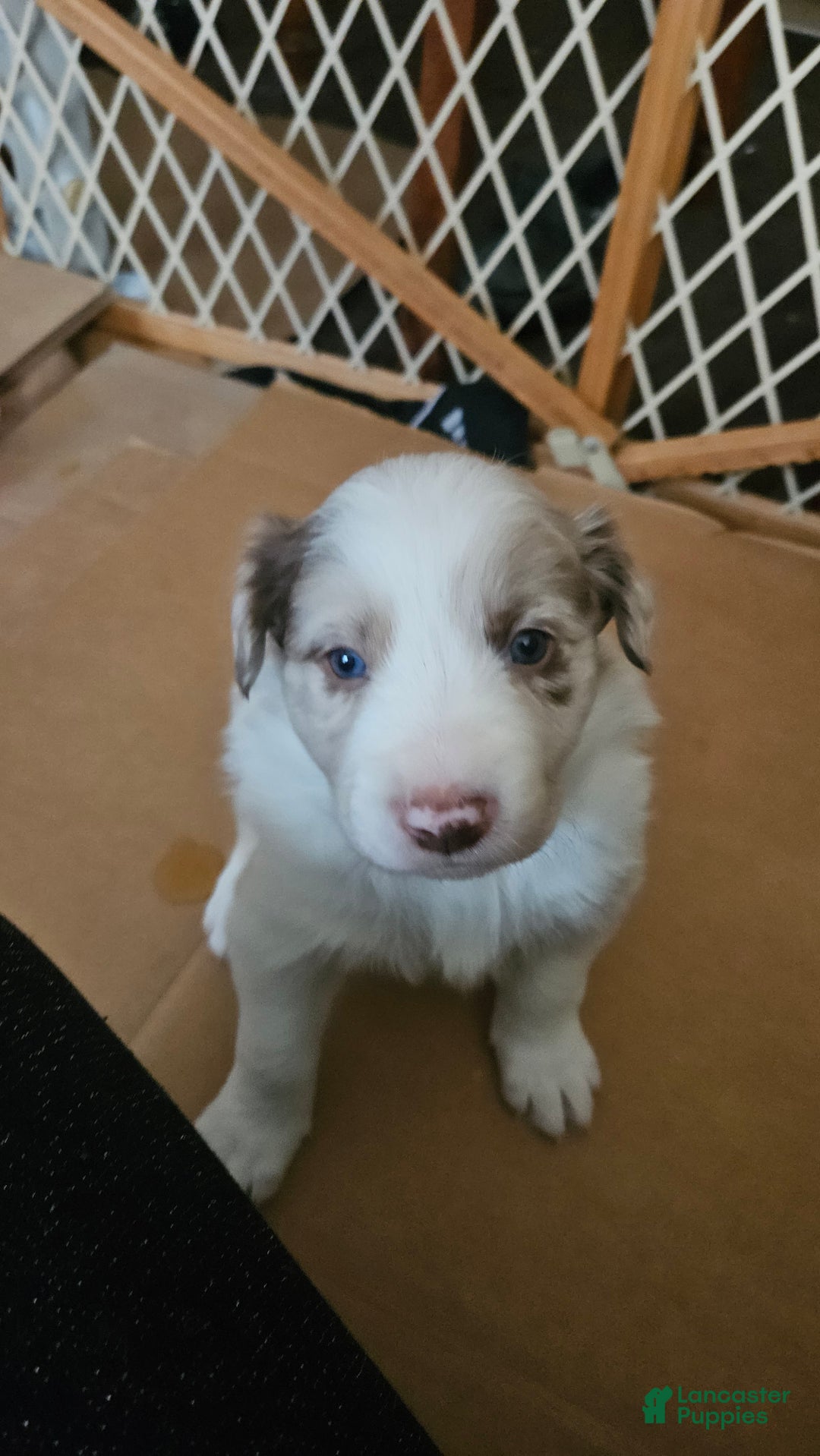 Border Collie dogs for sale: Border Collie Puppy 1 - Red - Ad 44