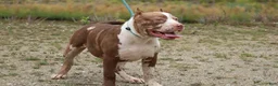 American Bully dogs for sale: Polaris - Ad 9