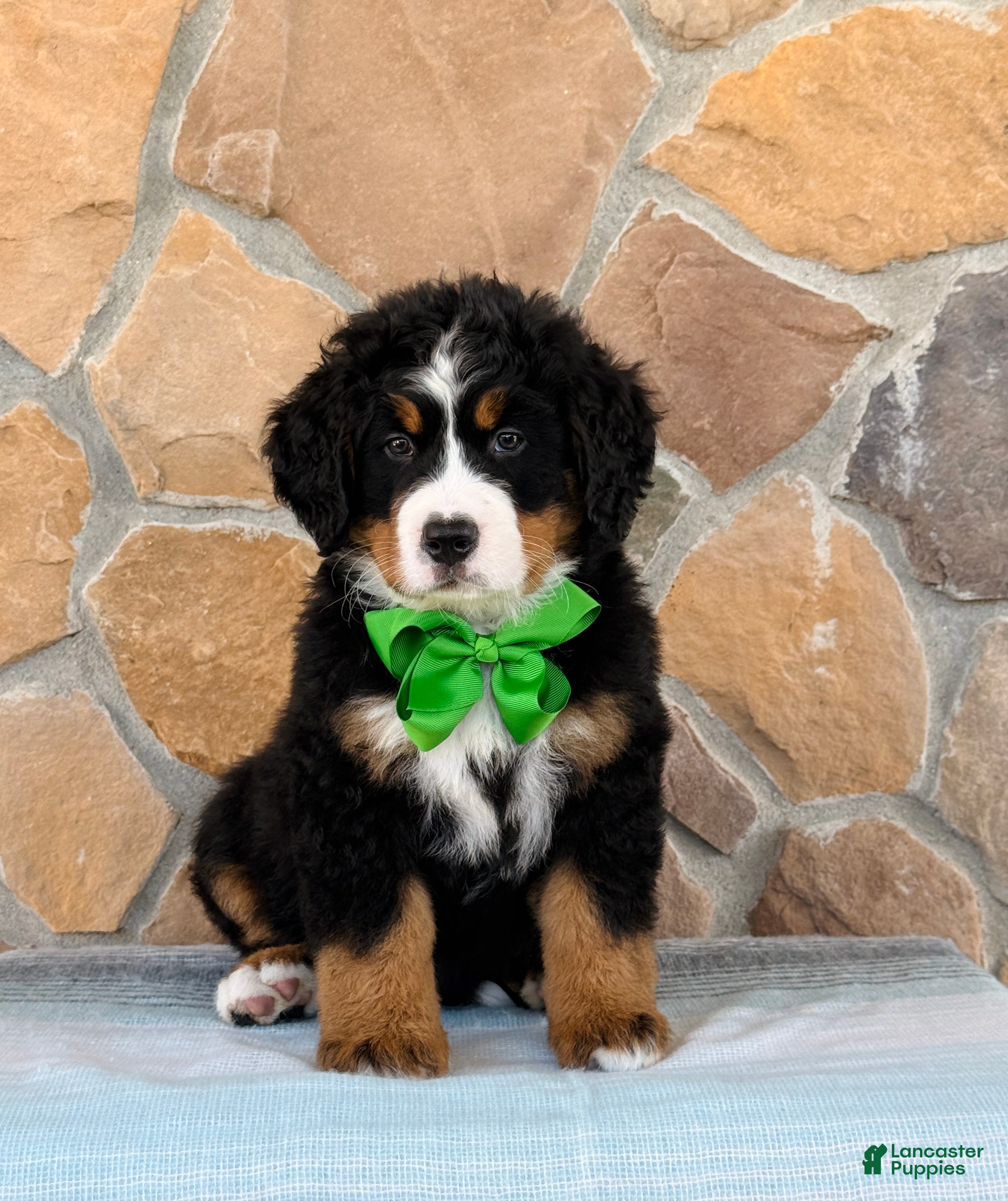 Bernese Mountain Dog dogs Ridge - Ad 1