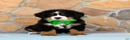 Bernese Mountain Dog dogs for sale: Ridge - Ad 1