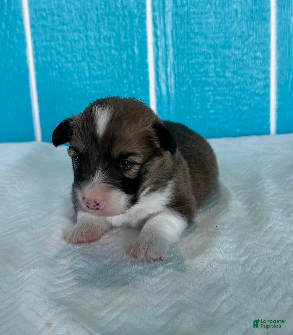 Welsh Corgi Pembroke dogs Roland Welsh Corgi Pembroke Puppy  - Ad 1