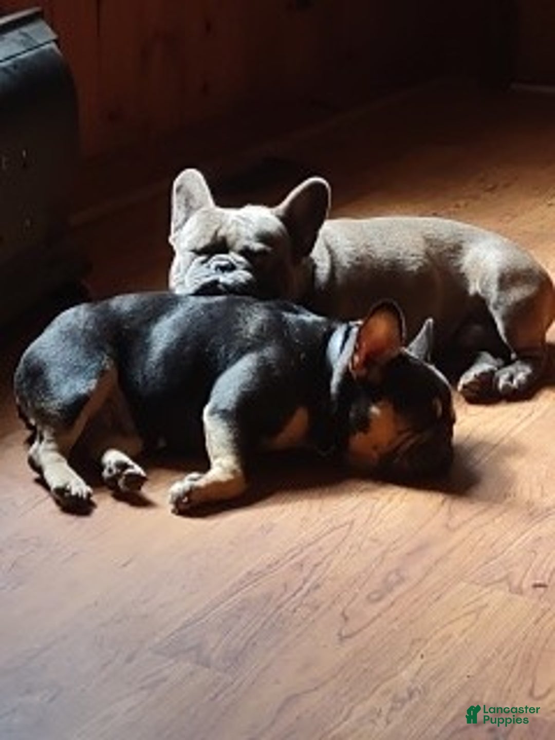 French Bulldog dogs for sale: Puppy 3 - We Leave The Naming To The New Parents - Ad 4