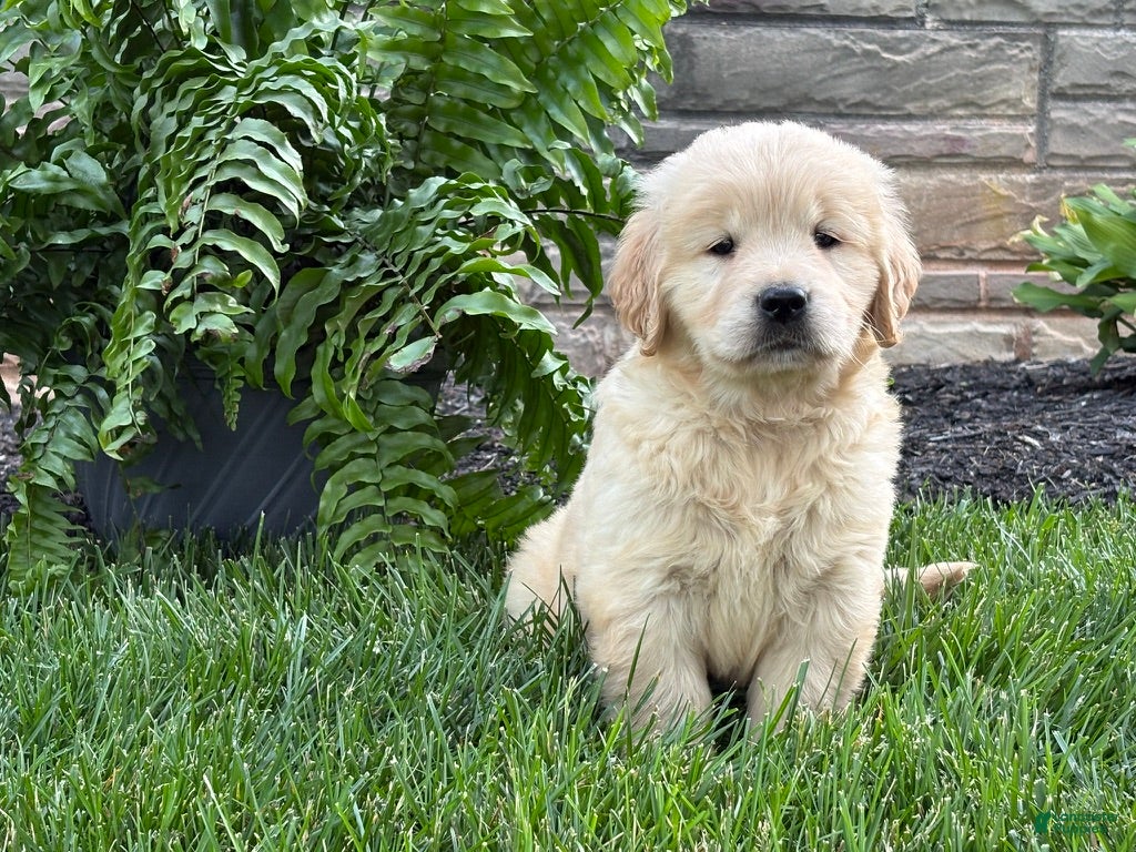 Golden Retriever dogs Teddy - Ad 1