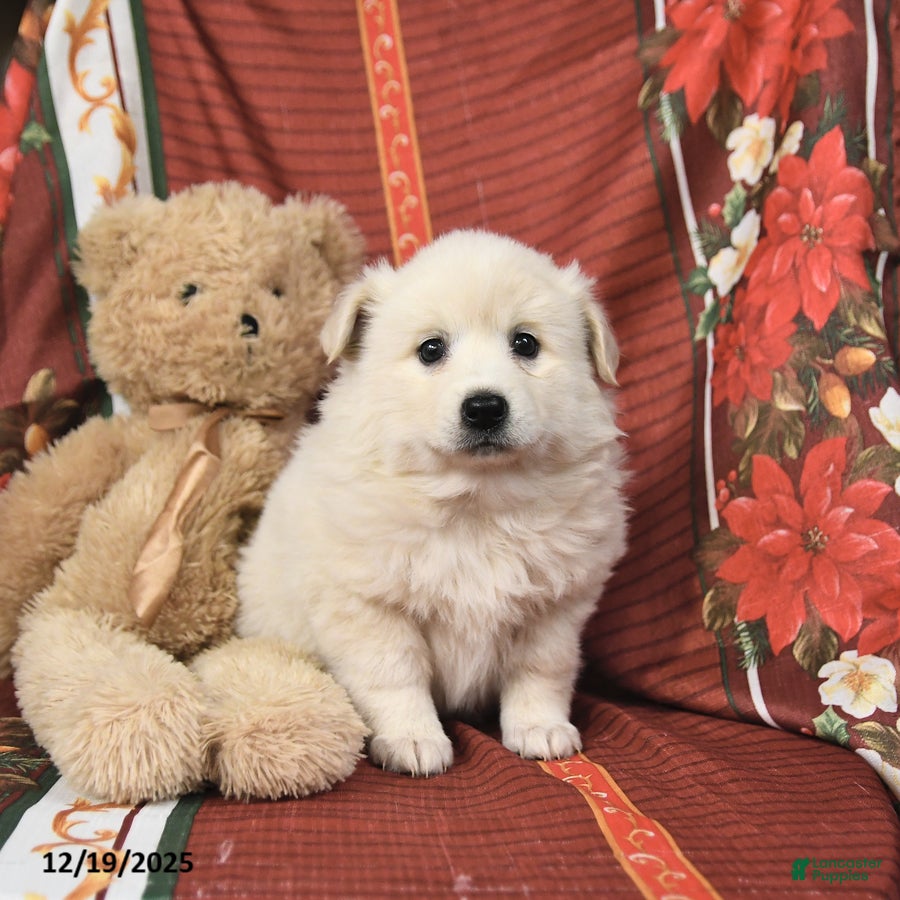 American Eskimo dogs Fluffball - Ad 1