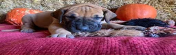 Great Dane dogs for sale: Mindy - Ad 3