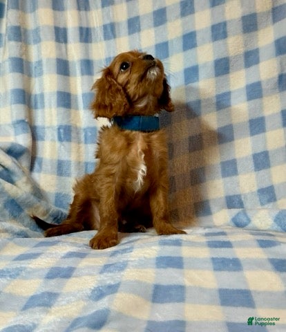 Cavapoo dogs Sundance - Ad 1