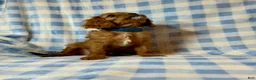 Cavapoo dogs for sale: Sundance - Ad 1