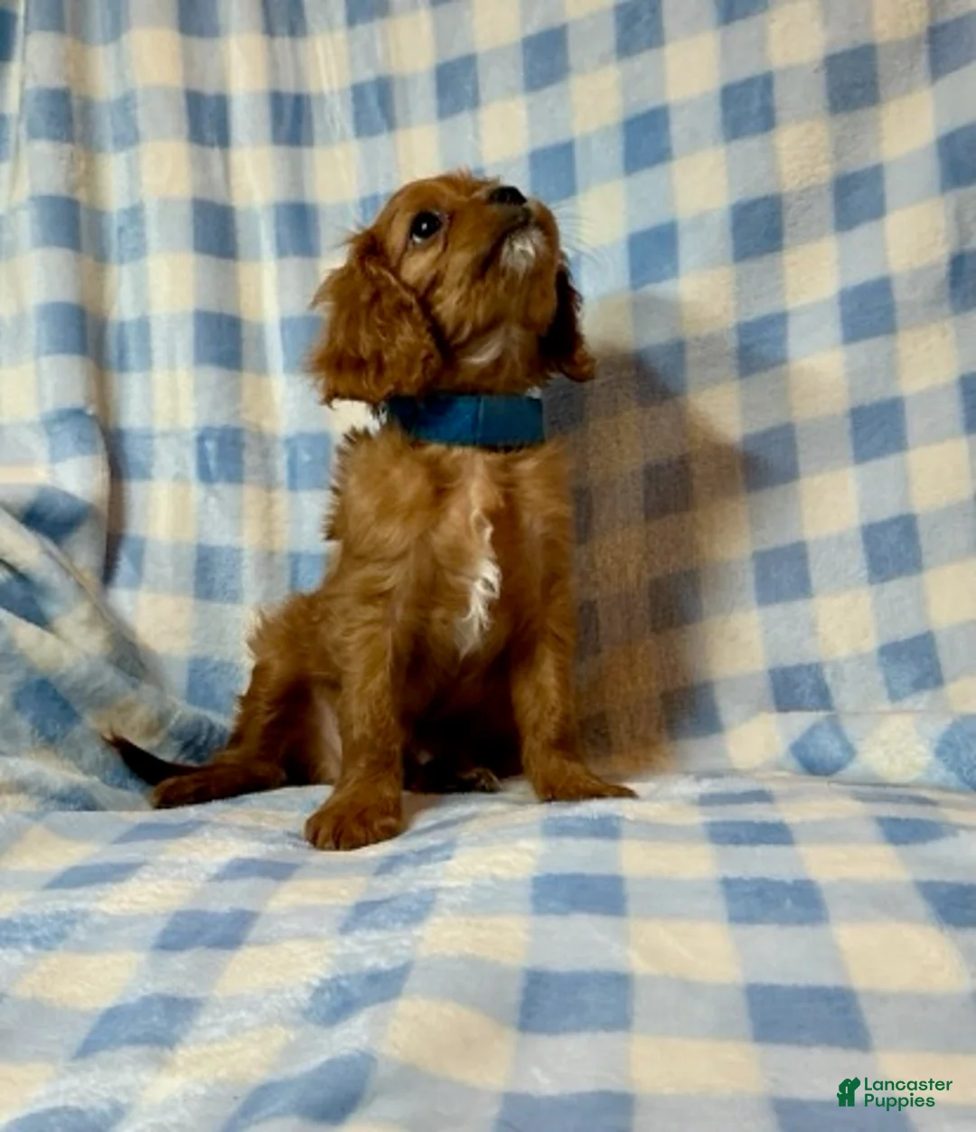 Cavapoo dogs for sale: Sundance - Ad 1
