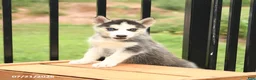Siberian Husky dogs for sale: Bella   - Ad 3