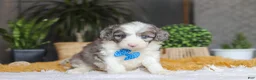 Sheepadoodle dogs for sale: Hoppie - Ad 5