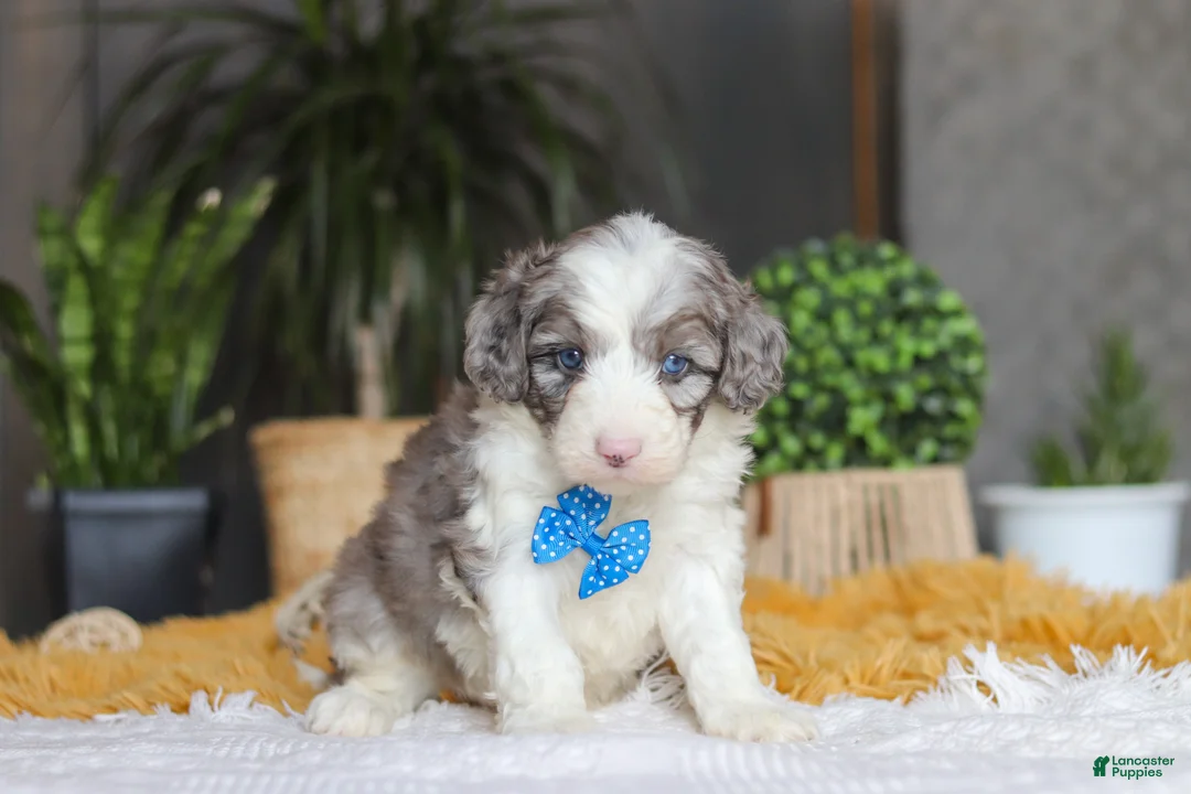 Sheepadoodle dogs for sale: Hoppie - Ad 5