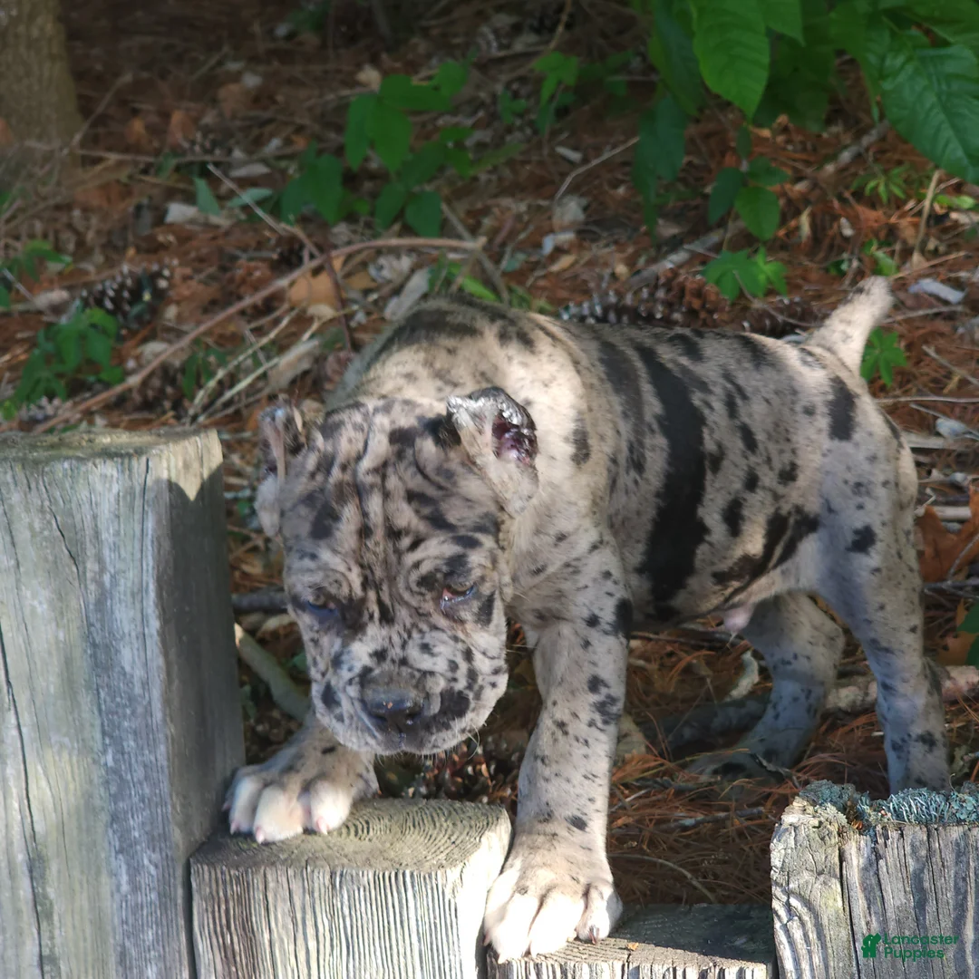Cane Corso dogs for sale: Cane Corso Puppy 1 - Ad 1