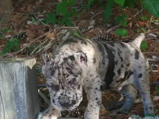 Cane Corso dogs for sale: Cane Corso Puppy 1 - Ad 4