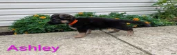 German Shepherd dogs for sale: Ashley - Ad 9