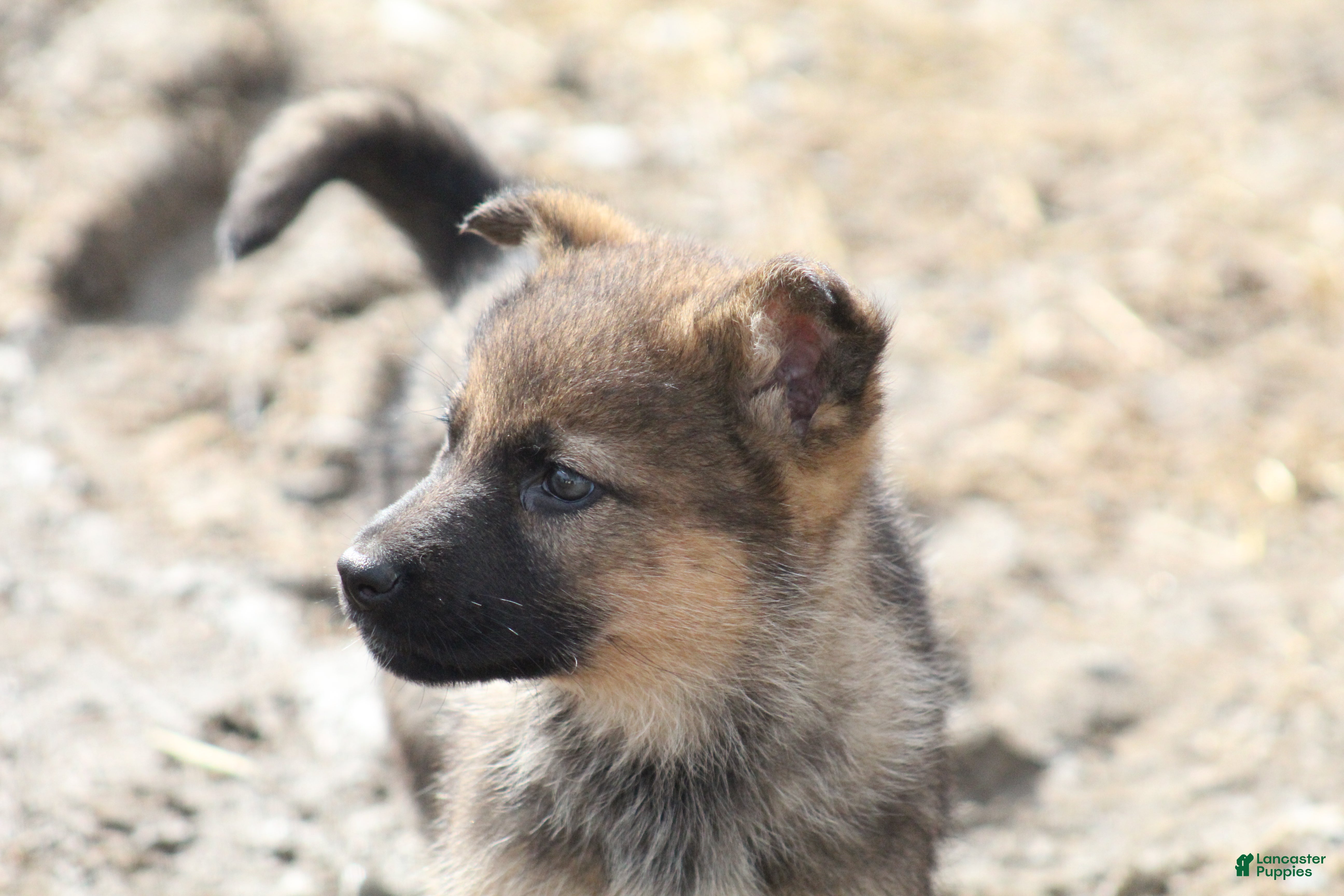 German Shepherd dogs German Shepherd Puppy 1 - Ad 1