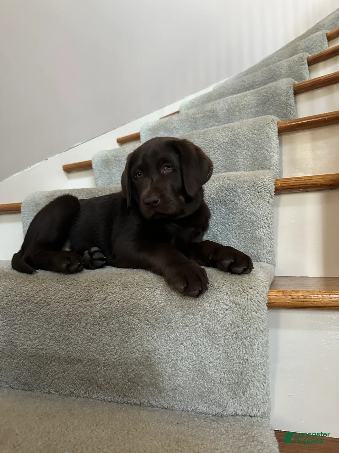 Labrador Retriever dogs for sale: Labrador Retriever Puppy 1 - Ad 7