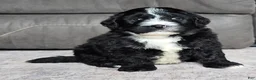 Mini Bernedoodle dogs for sale: Mini Blaze - Ad 5