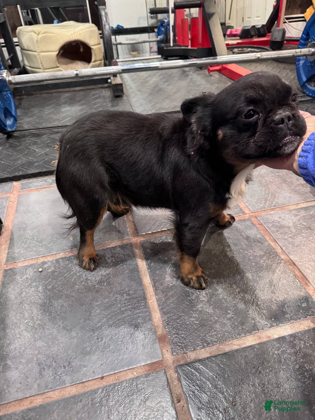 French Bulldog dogs for sale: Gus - Ad 3