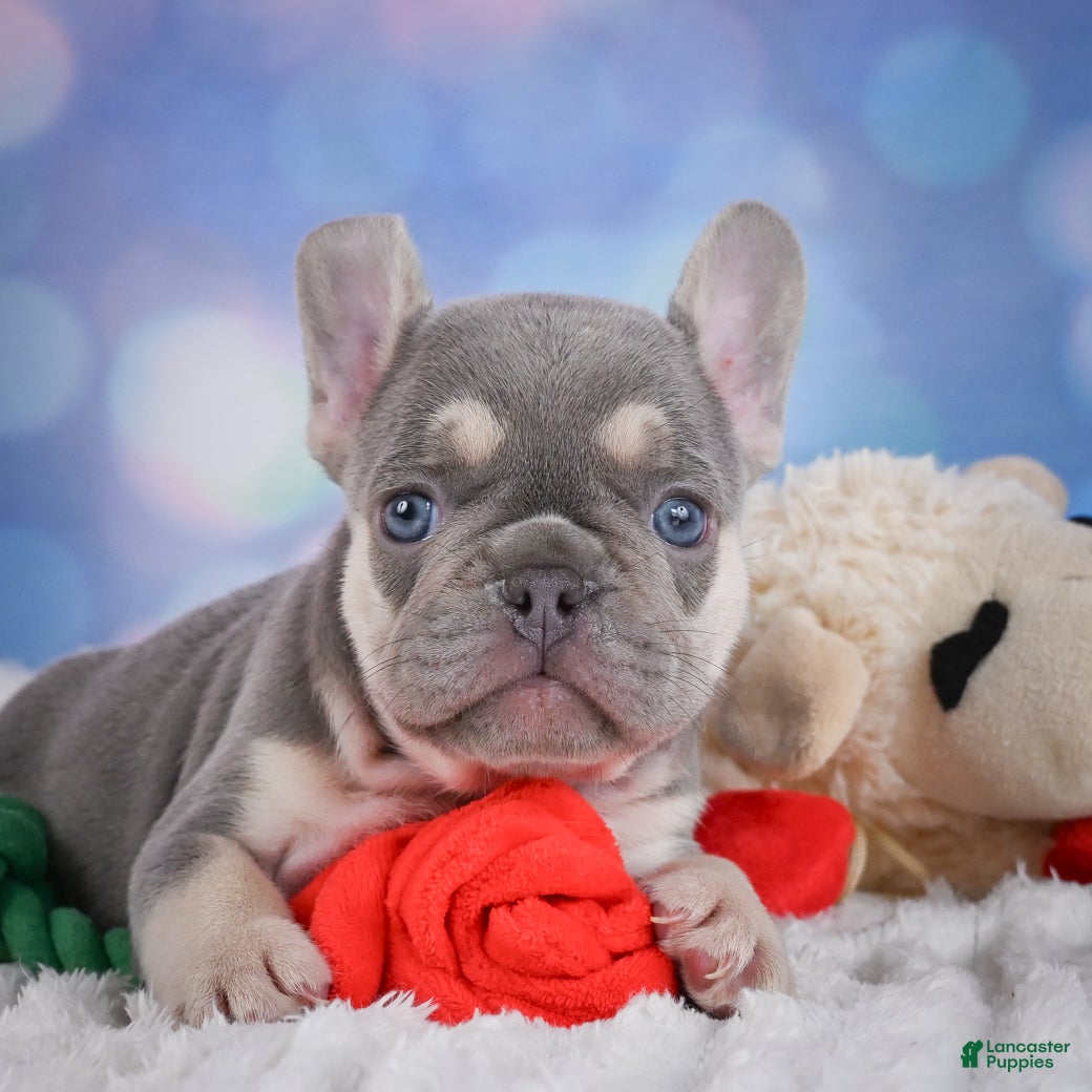 French Bulldog dogs Cory - Ad 2