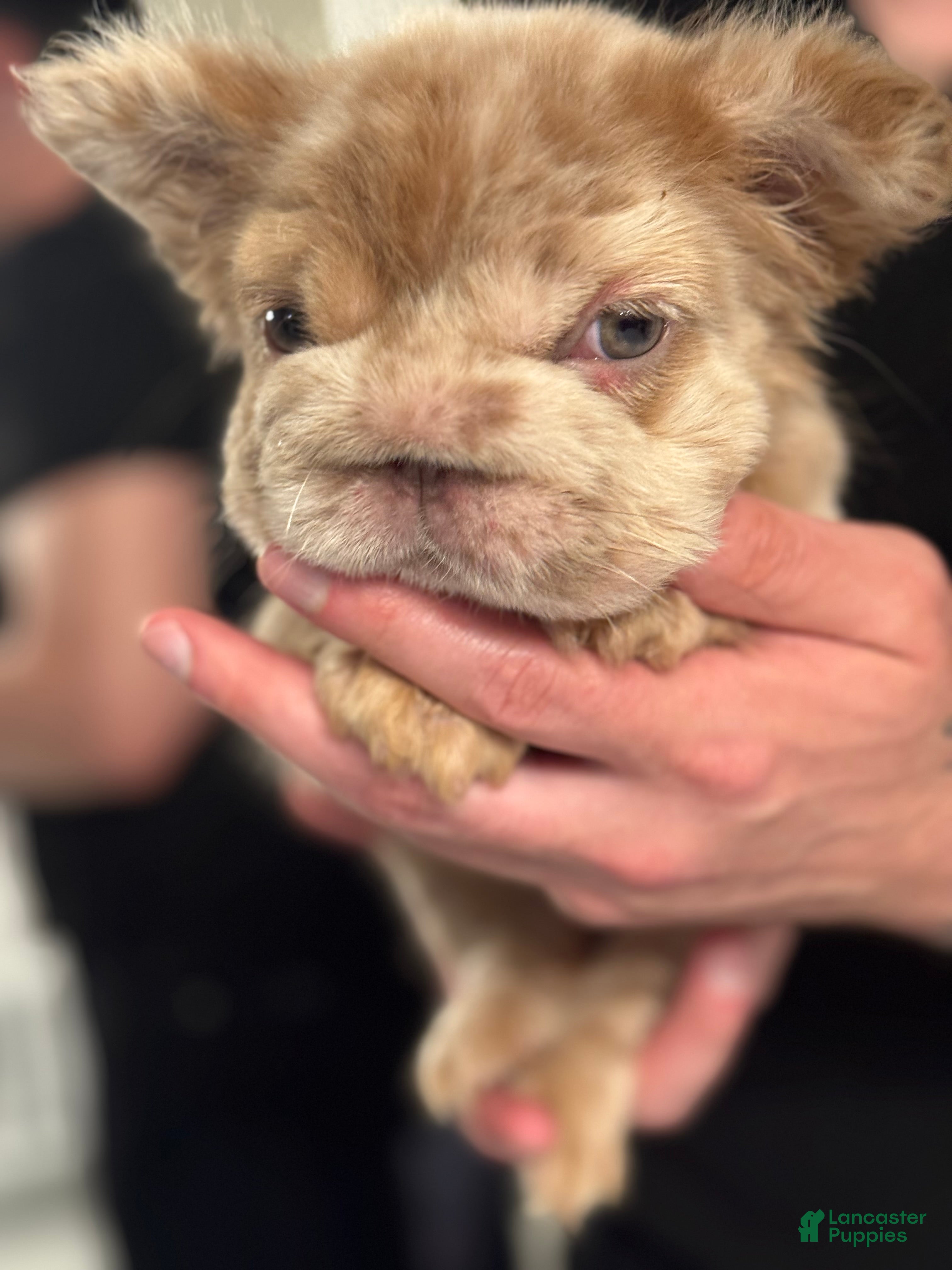 French Bulldog dogs Pikachu - Ad 2