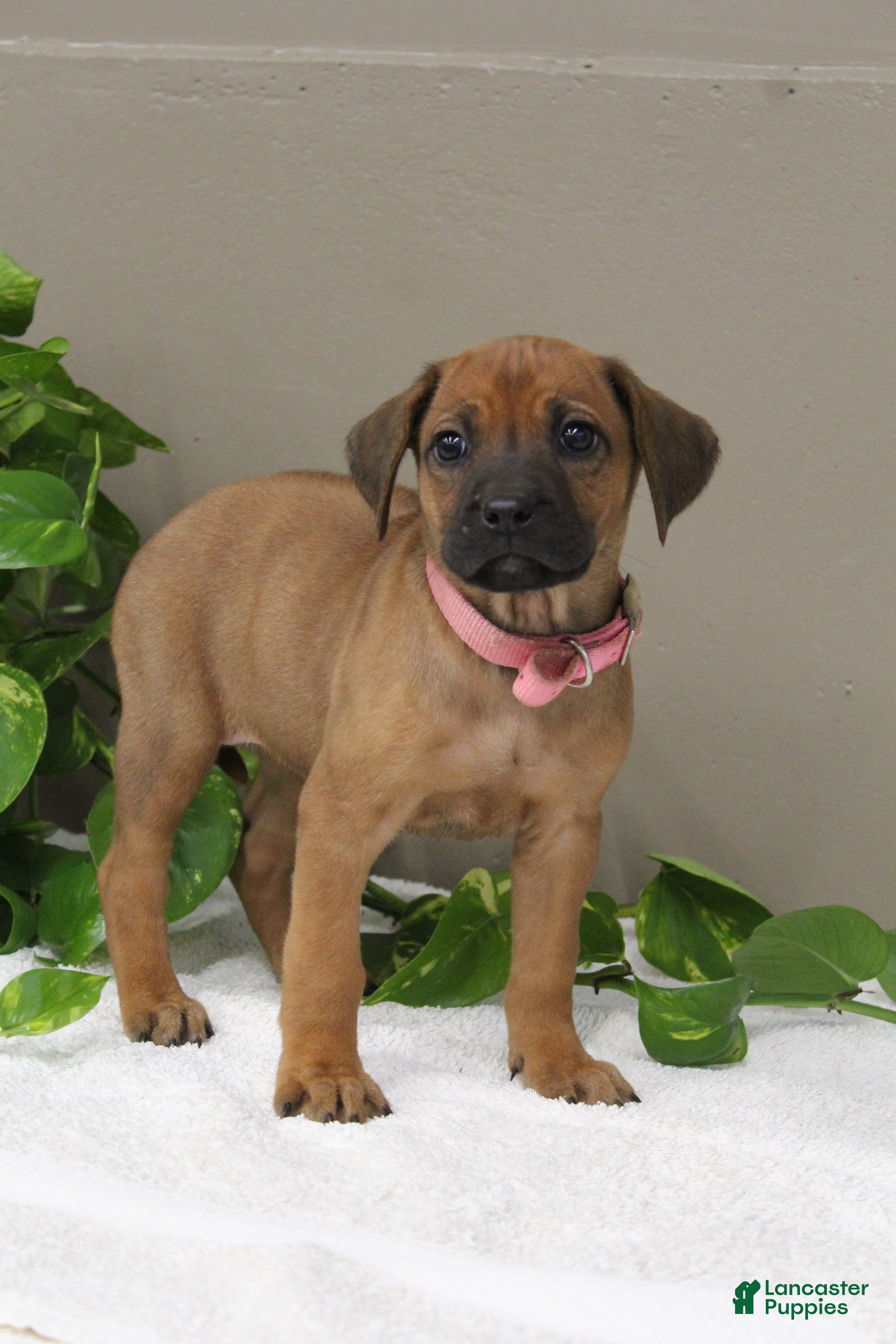 Rhodesian Ridgeback dogs Bella - Ad 20