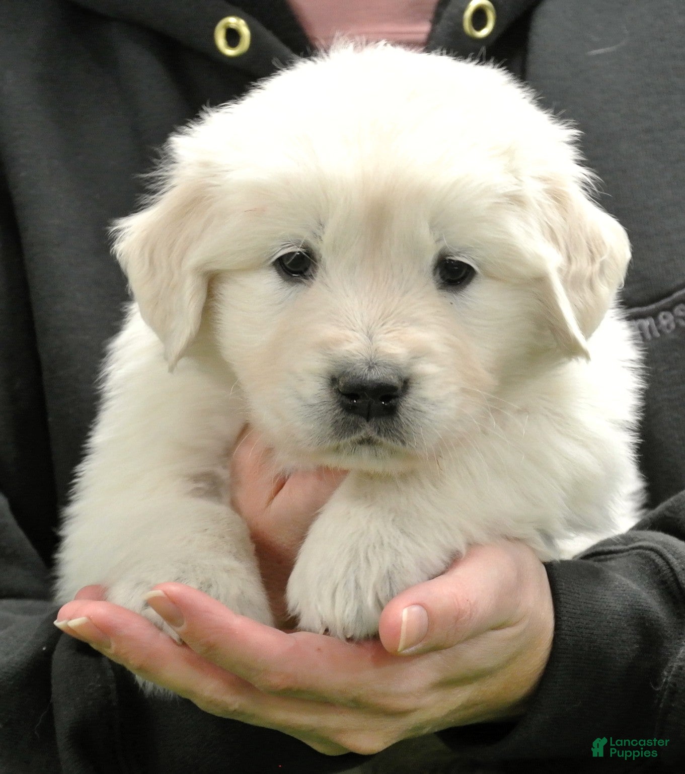 Golden Retriever dogs Rocky - Ad 5