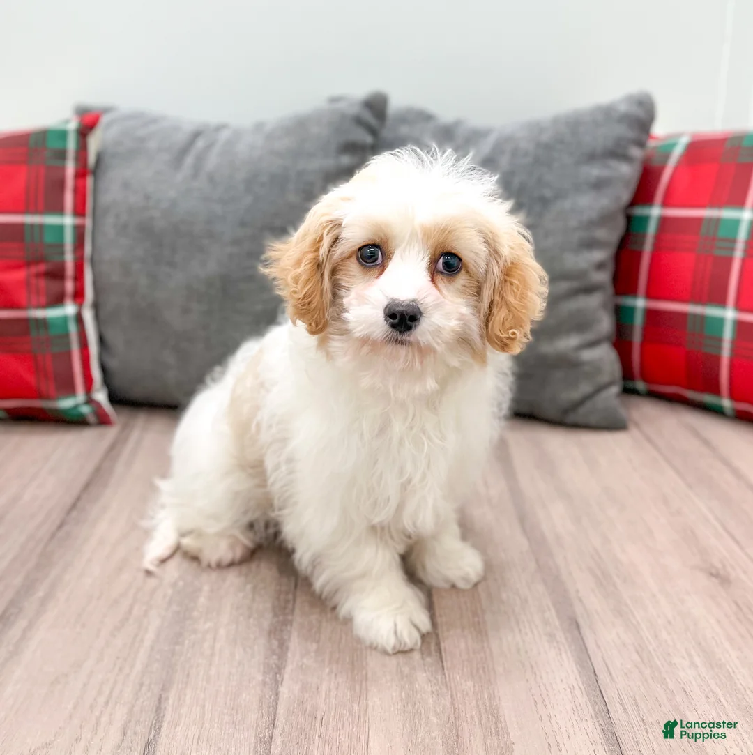 Cavapoo dogs for sale: Ollie - Ad 3