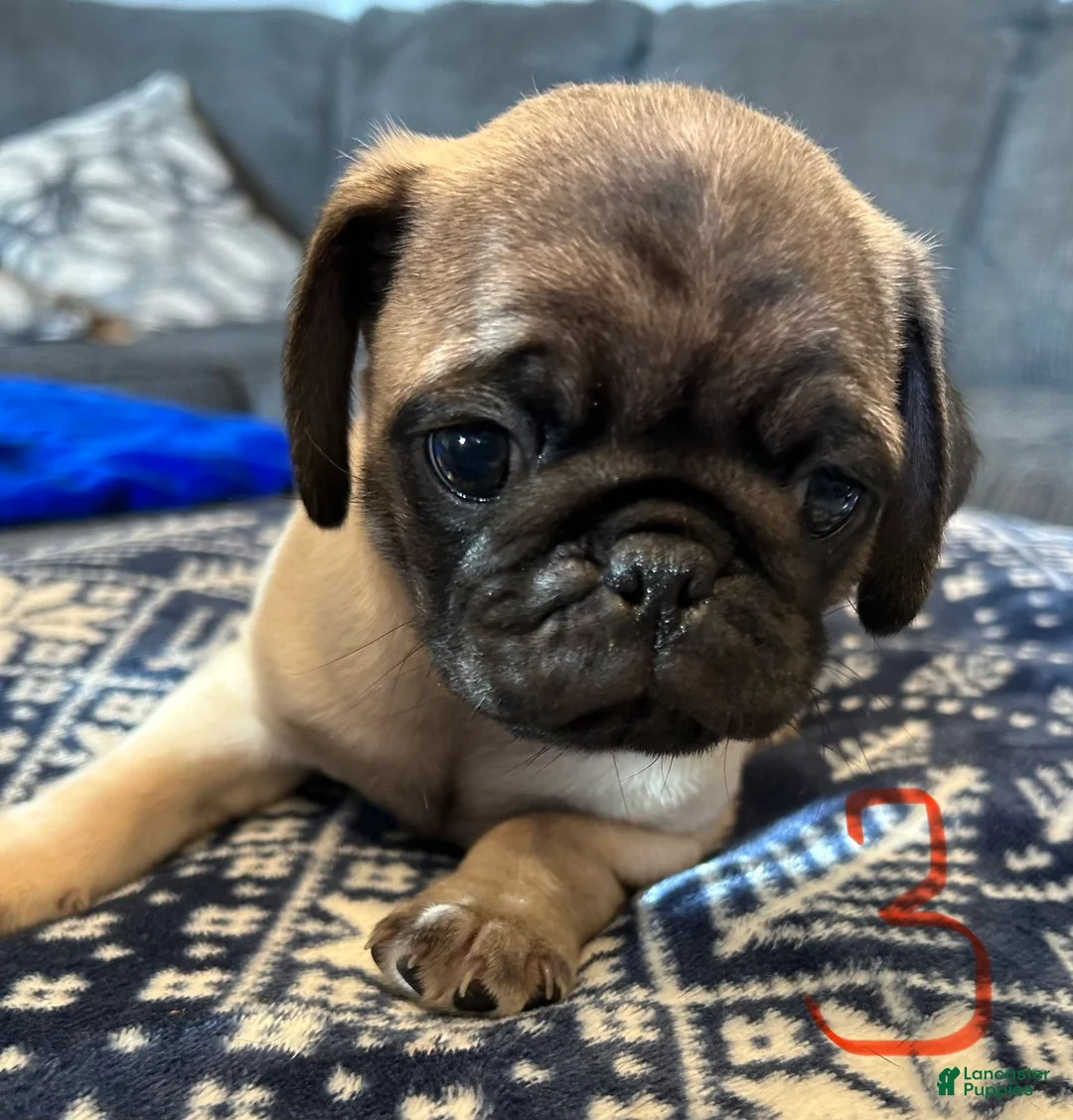 Pug dogs for sale: Pibbles - Ad 1