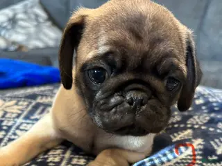 Pug dogs Pibbles - Ad 1