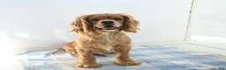 English Cocker Spaniel dogs for sale: Larry - Ad 6