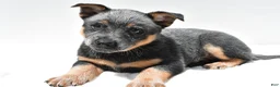 Australian Cattle Dog dogs for sale: Sapphire - Ad 7