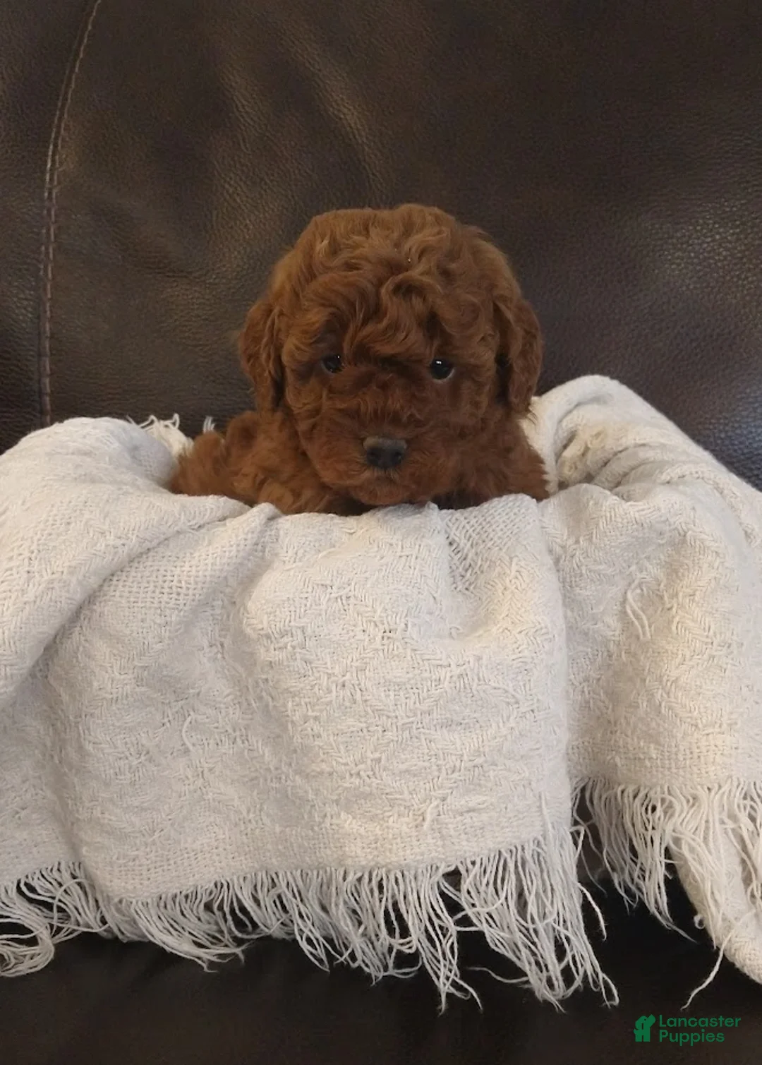 Toy Poodle dogs for sale: blake - Ad 2