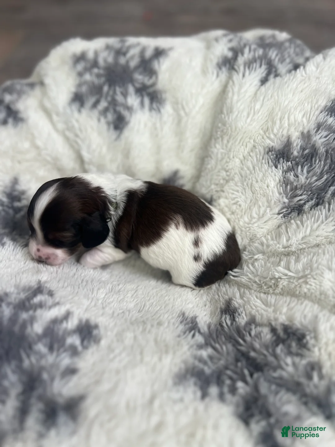 Miniature Dachshund dogs for sale: Cookie - Ad 15