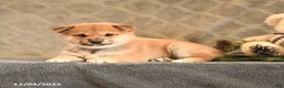 Shiba Inu dogs for sale: Trinket - Ad 5