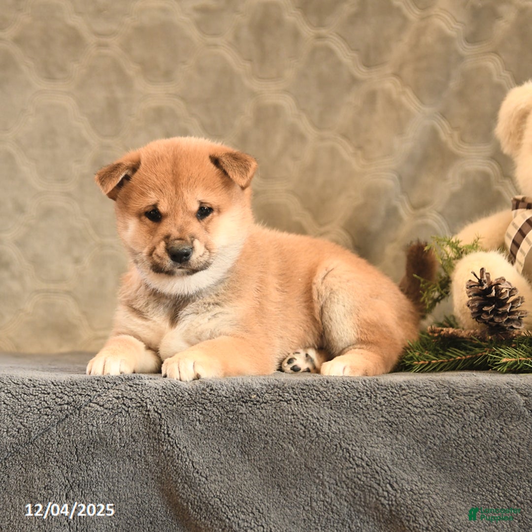 Shiba Inu dogs for sale: Trinket - Ad 5