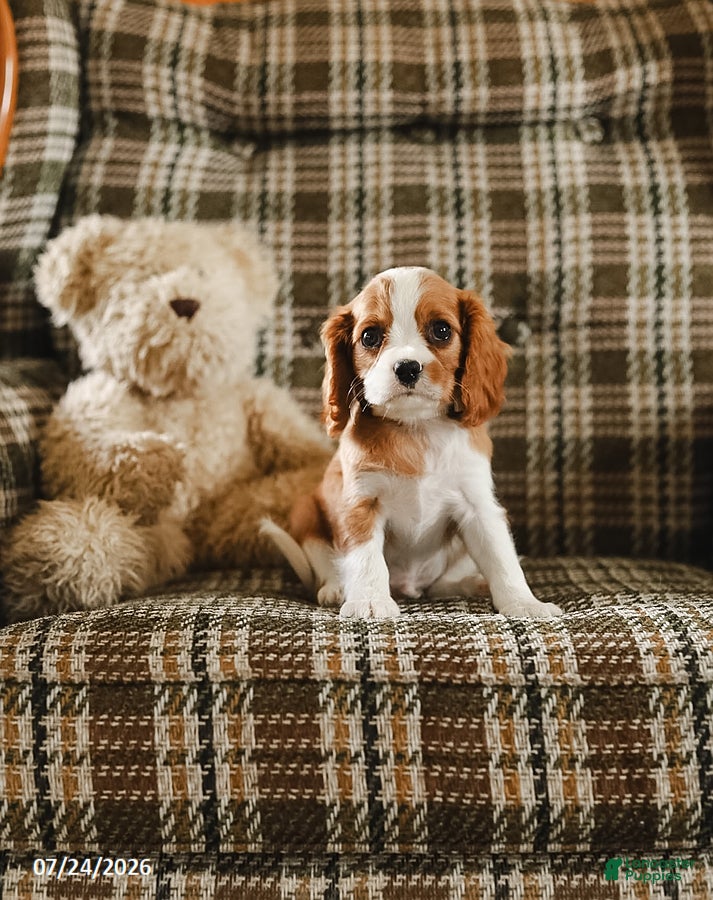 Cavalier King Charles Spaniel dogs for sale: Karl - Ad 2