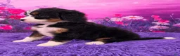 Mini Bernedoodle dogs for sale: Clover - Ad 3