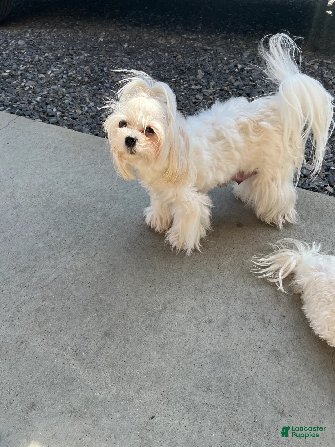 Maltese dogs for sale: Maltese Puppy 2 - Ad 2