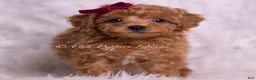 Toy Poodle dogs for sale: Olive - Ad 3