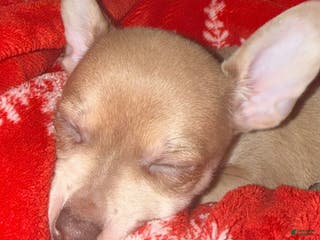 Chihuahua dogs Precious - Ad 39