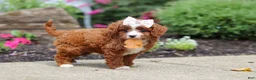 Cavapoo dogs for sale: Ellie - Ad 10