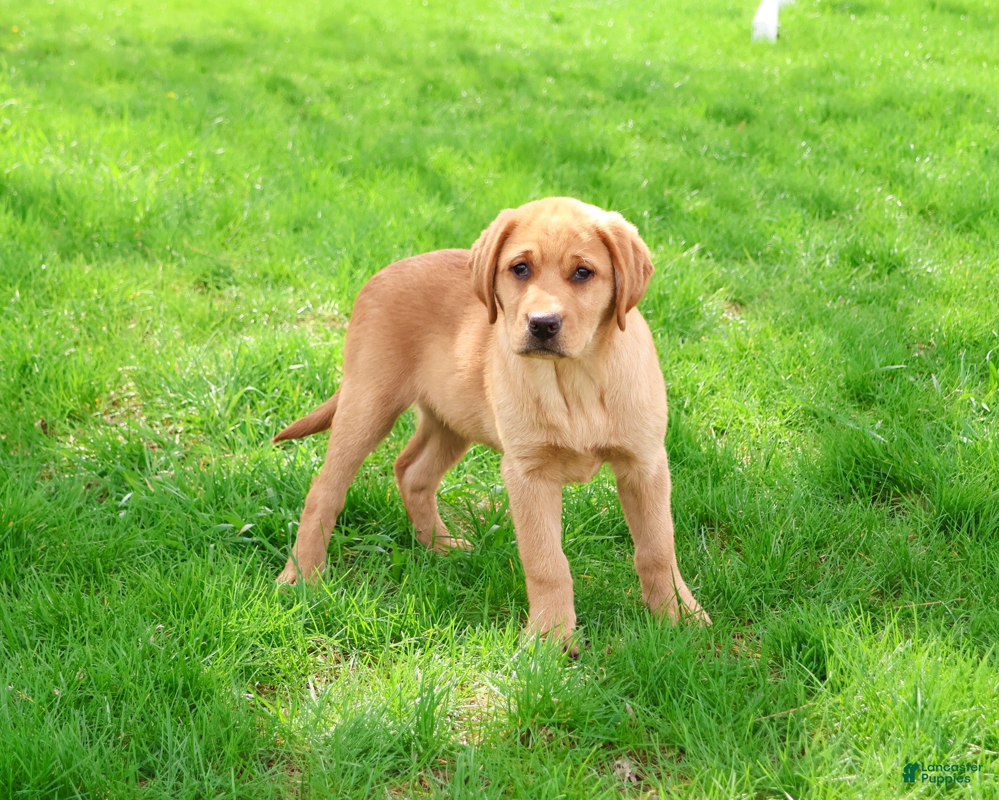 Labrador Retriever dogs Maxine  - Ad 2