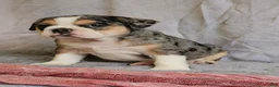 Mixed Breed dogs for sale: Exotic Merle Freelance Bulldog - Ad 9