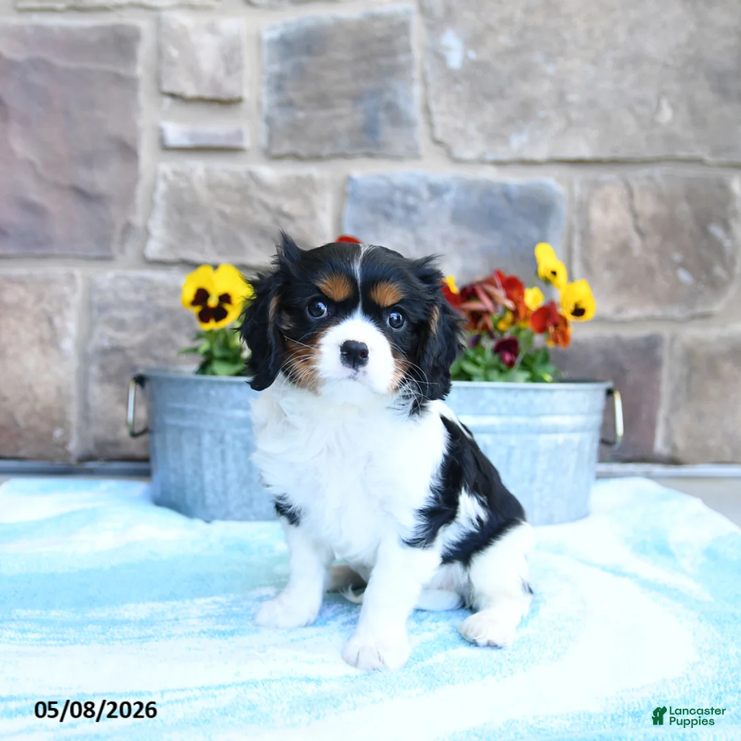 Cavalier King Charles Spaniel dogs for sale: Alex - Ad 1