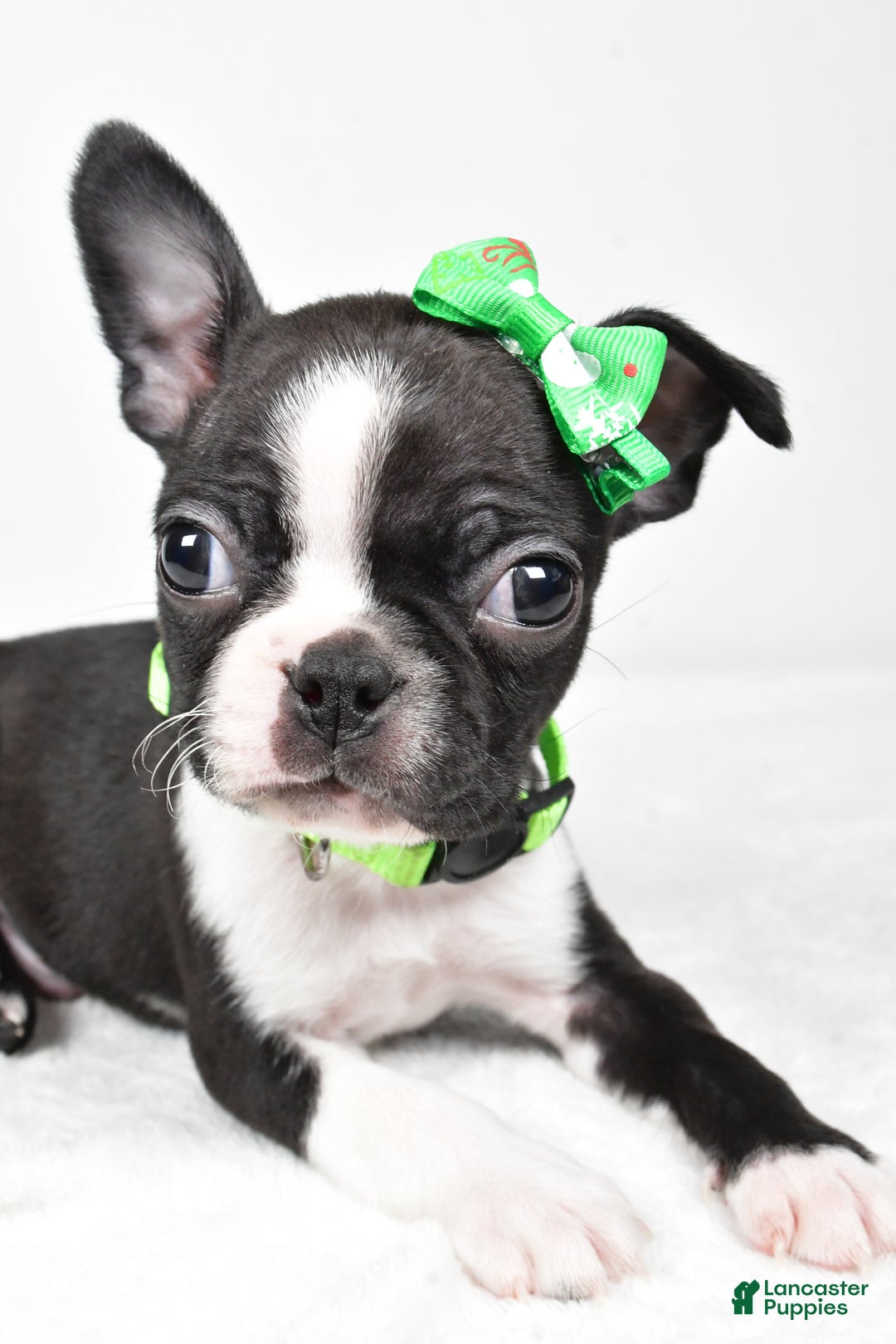 Boston Terrier dogs for sale: Gus - Ad 4