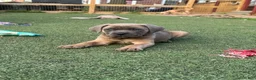 Cane Corso dogs for sale: Hemmy - Ad 9